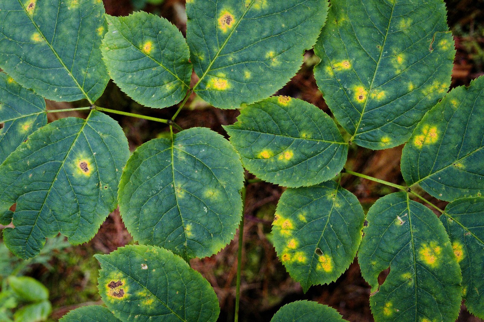a close up of a green leaf with yellow spots