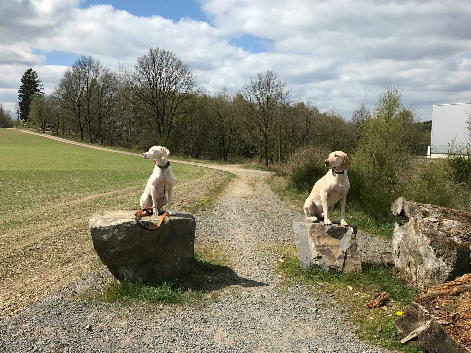 A couple of dogs sitting on top of rocks