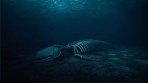 Zombie worms missing around whale bones in deep ocean