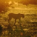 reshaping human origin story with an illustration of the Turkana Rift and ancient hominids