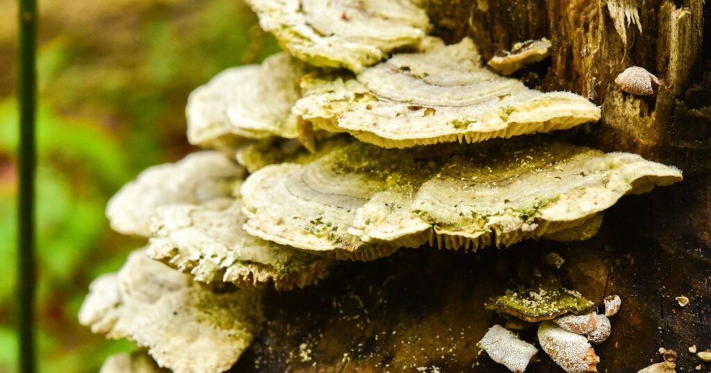 Mycelium fungal network — the biological basis for mushroom-powered computers and fungal electronics research