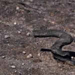 Vasuki Indicus ancient snake discovery illustration