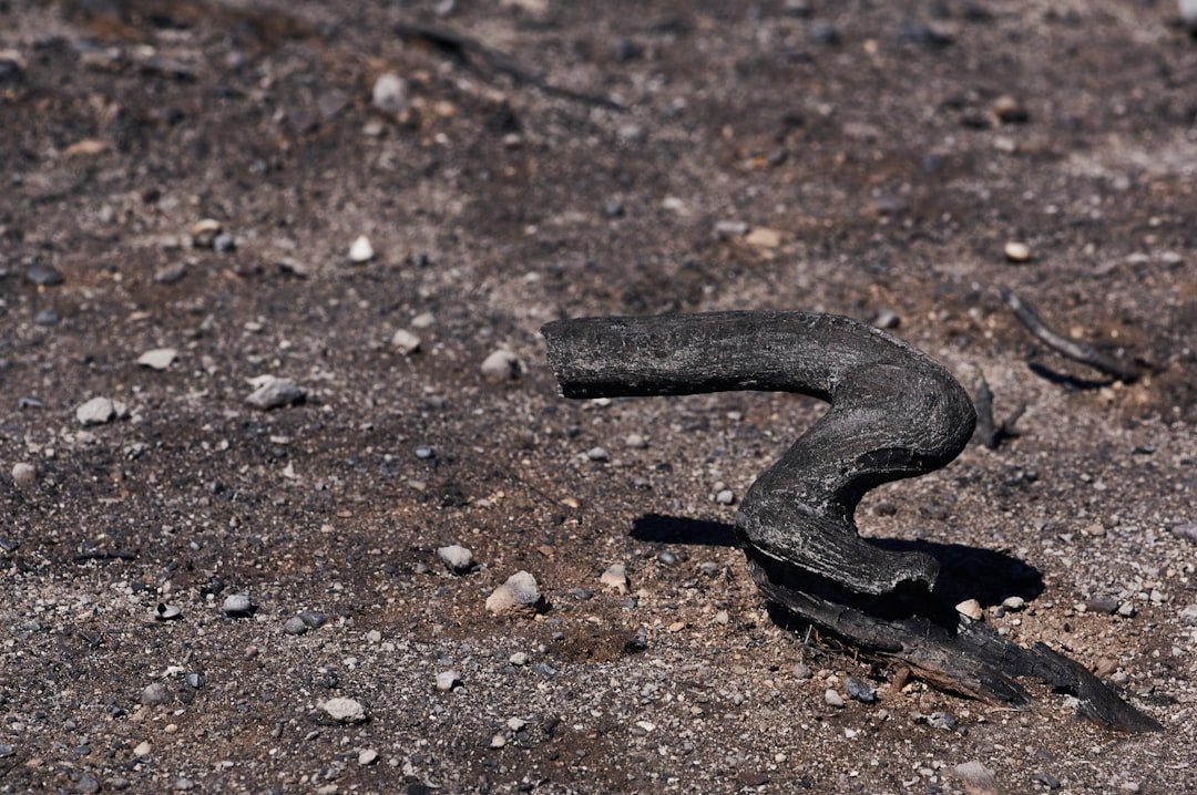 Vasuki Indicus ancient snake discovery illustration