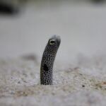 Endangered eel population boost efforts in a European river, showing conservation scientists at work.