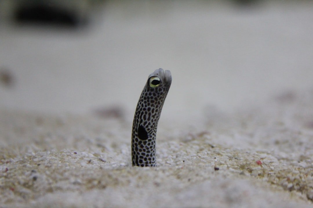 Endangered eel population boost efforts in a European river, showing conservation scientists at work.